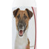 Healthy Breeds Smooth Fox Terrier Deodorizing Shampoo 16 oz