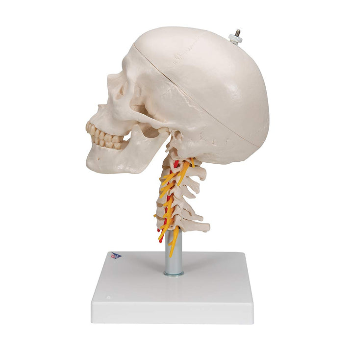 3B Scientific A20/1 Classic Skull on Cervical Spine 4-part - 3B Smart Anatomy 4-part skull on cervical spine