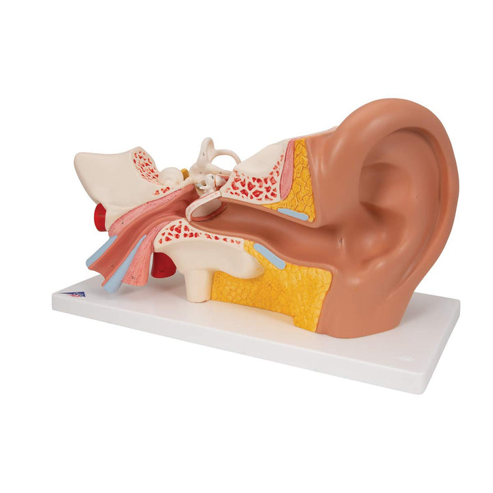 3B Scientific E10 Giant Ear-Classic Version 3x life-size 4 part - 3B Smart Anatomy Ear, 4-part