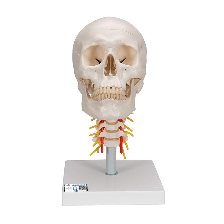 3B Scientific A20/1 Classic Skull on Cervical Spine 4-part - 3B Smart Anatomy 4-part skull on cervical spine