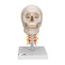 3B Scientific A20/1 Classic Skull on Cervical Spine 4-part - 3B Smart Anatomy 4-part skull on cervical spine