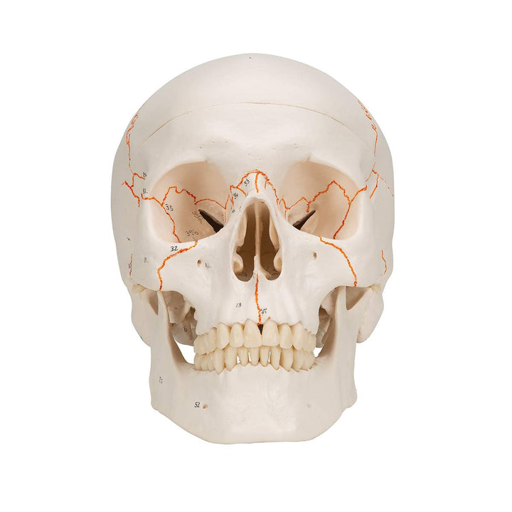 3B Scientific A21 Plastic 3 Part Numbered Human Classic Skull Model, 7.9" x 5.3" x 6.1" 3-part numbered skull