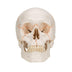 3B Scientific A21 Plastic 3 Part Numbered Human Classic Skull Model, 7.9" x 5.3" x 6.1" 3-part numbered skull