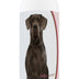 Healthy Breeds Great Dane Deodorizing Shampoo 16 oz