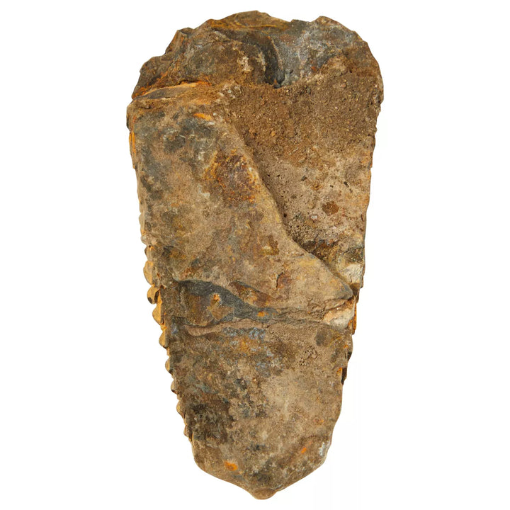 Okuna Outpost Natural Trilobite Bone Replica from Morocco, Extinct Arthropod Replica, 3-4 In