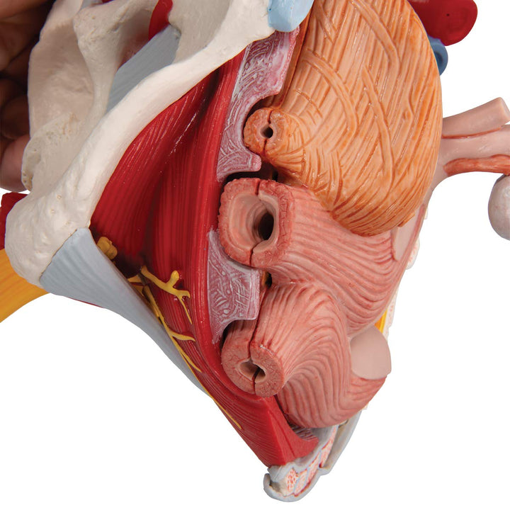 3B Scientific H20/4 Female Pelvis w/ Ligaments 6 Part - 3B Smart Anatomy Female Pelvis with pelvic floor, vessels, nerves, ligaments and organs, 6-part