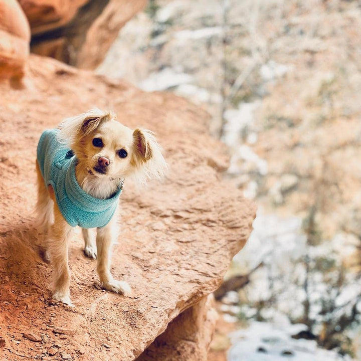 Gooby Zip Up Fleece Dog Sweater - Turquoise, X-Small - Warm Pullover Fleece Step-in Dog Jacket with Dual D Ring Leash - Winter Small Dog Sweater - Dog Clothes for Small Dogs Boy and Medium Dogs X-Small chest (~11")