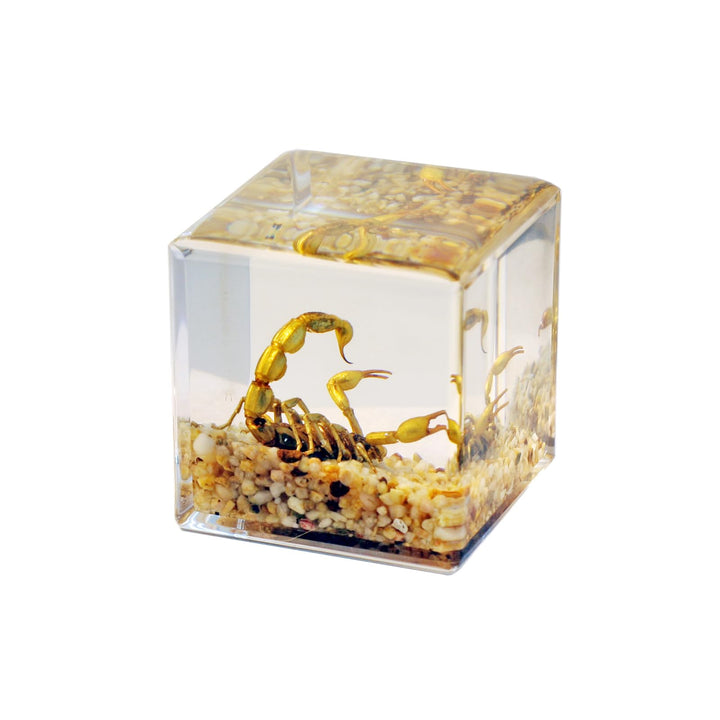 REALBUG Real Golden Scorpion Cube Desk Decoration