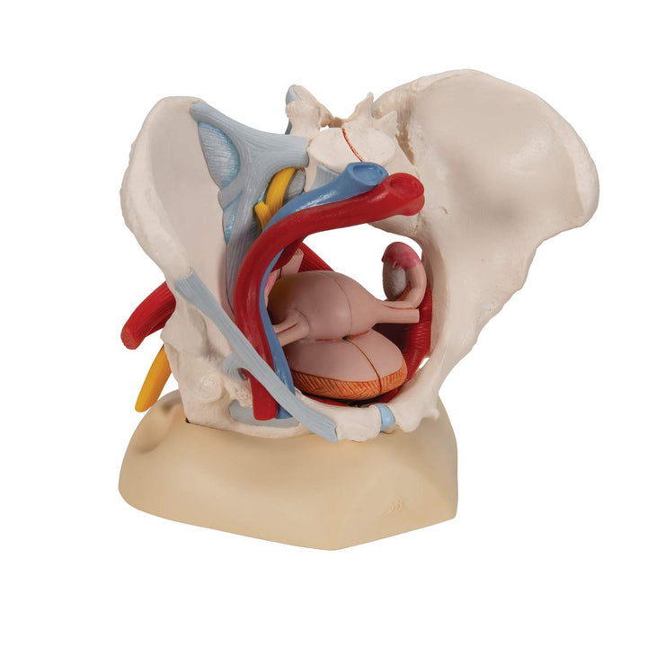 3B Scientific H20/4 Female Pelvis w/ Ligaments 6 Part - 3B Smart Anatomy Female Pelvis with pelvic floor, vessels, nerves, ligaments and organs, 6-part