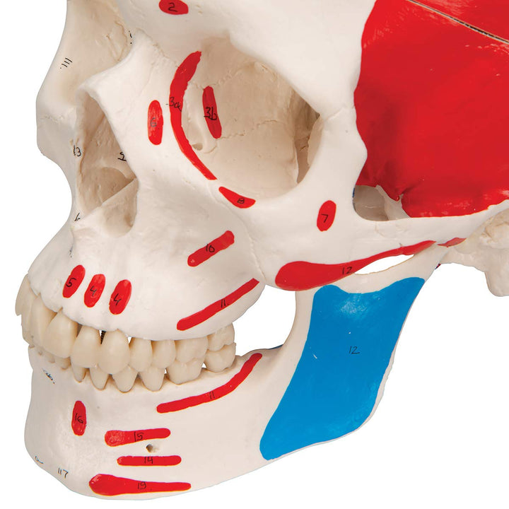 3B Scientific A23 Classic Skull painted 3-part - 3B Smart Anatomy 3-part skull with painted origins and insertions