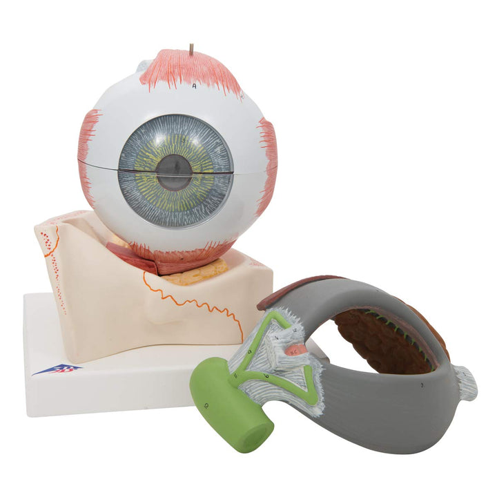 3B Scientific F12 Eye 5 times full-size 8-part w/ Eyelid and Lachrymal System - 3B Smart Anatomy Eye, 5 times full-size, 8-part