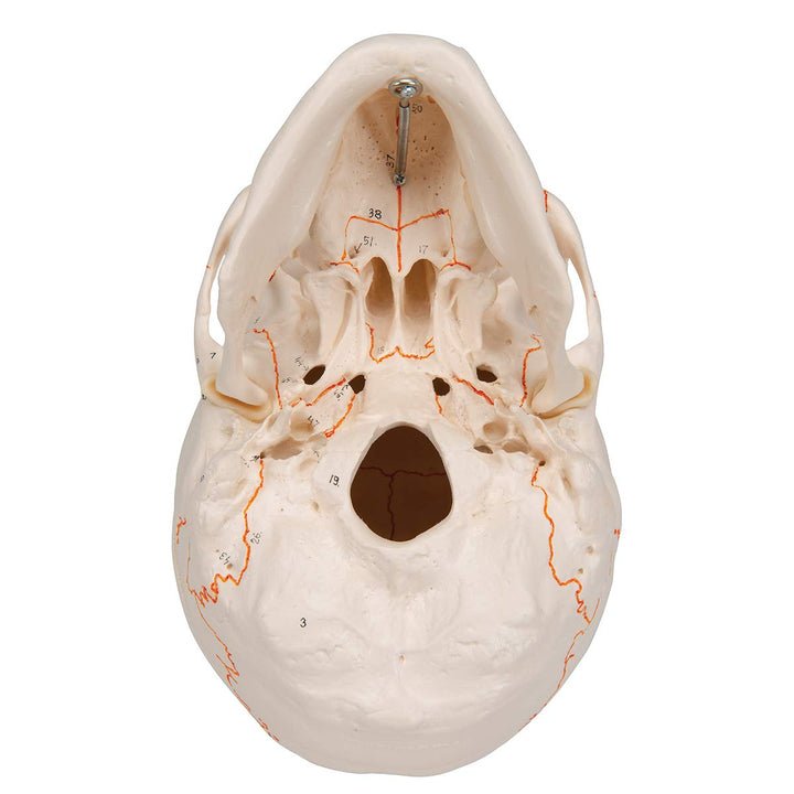 3B Scientific A21 Plastic 3 Part Numbered Human Classic Skull Model, 7.9" x 5.3" x 6.1" 3-part numbered skull