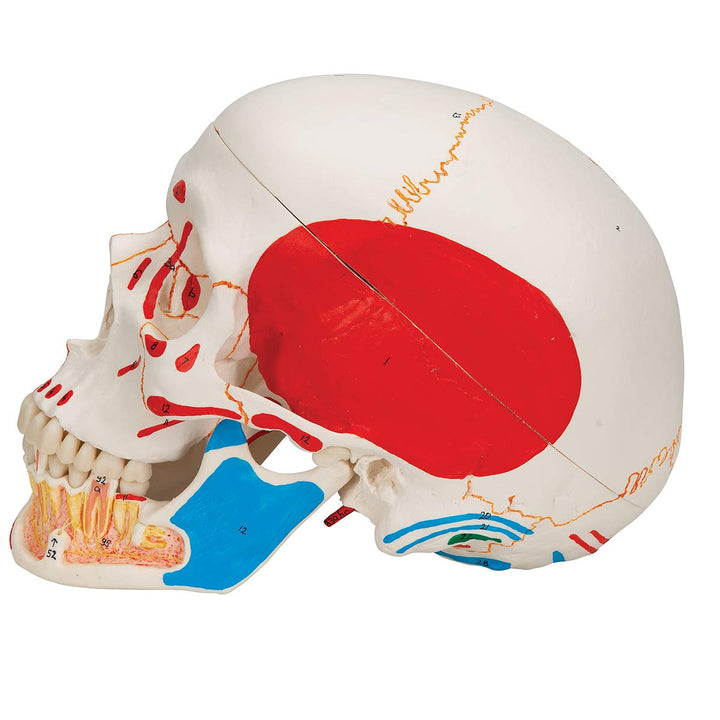 3B Scientific A22/1 Classic Skull wt opened lower Jawpainted3- - 3B Smart Anatomy 3-part skull with opened lower jaw and painted origins and insertions