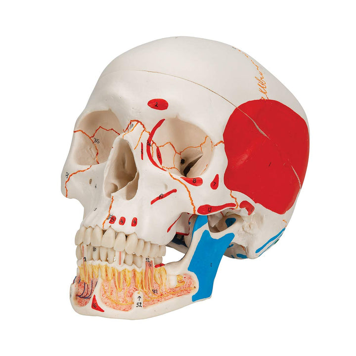 3B Scientific A22/1 Classic Skull wt opened lower Jawpainted3- - 3B Smart Anatomy 3-part skull with opened lower jaw and painted origins and insertions