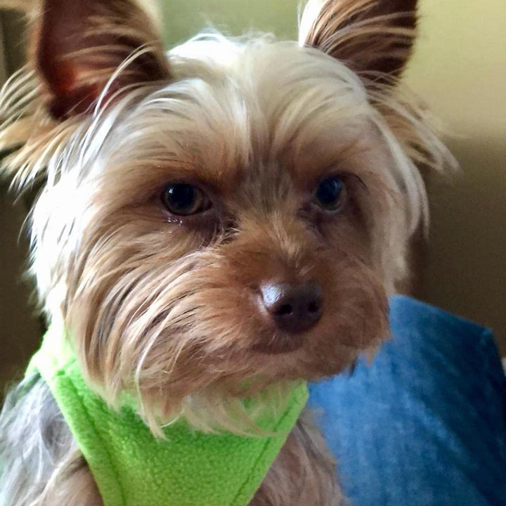 Gooby Stretch Fleece Vest Dog Sweater - Grass Green, Large - Warm Pullover Fleece Dog Jacket - Winter Dog Clothes for Small Dogs Boy - Dog Sweaters for Small Dogs to Dog Sweaters for Large Dogs Large Length (13.5")