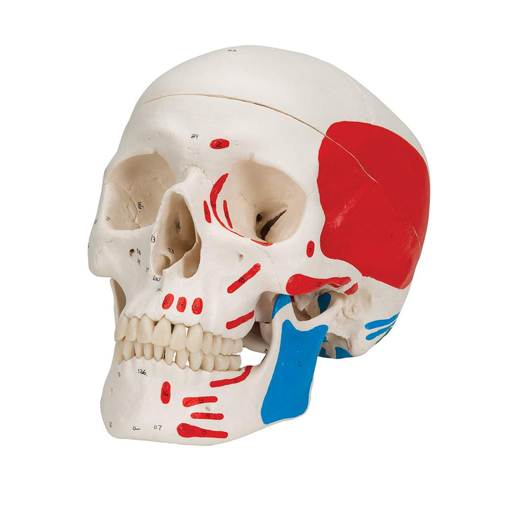 3B Scientific A23 Classic Skull painted 3-part - 3B Smart Anatomy 3-part skull with painted origins and insertions