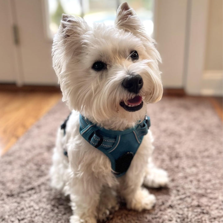Voyager Dog Harness Dual Leash Attachment No-Pull Control Adjustable Soft But Strong Pet Harness For Medium And Large Dogs With 3M Reflective Technology - Turquoise, XL (Chest: 28 - 37")