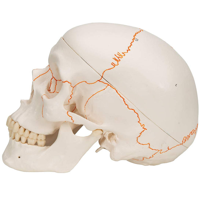 3B Scientific A21 Plastic 3 Part Numbered Human Classic Skull Model, 7.9" x 5.3" x 6.1" 3-part numbered skull