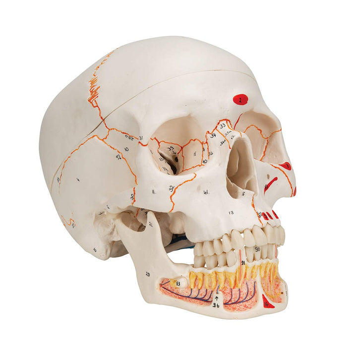 3B Scientific A22/1 Classic Skull wt opened lower Jawpainted3- - 3B Smart Anatomy 3-part skull with opened lower jaw and painted origins and insertions