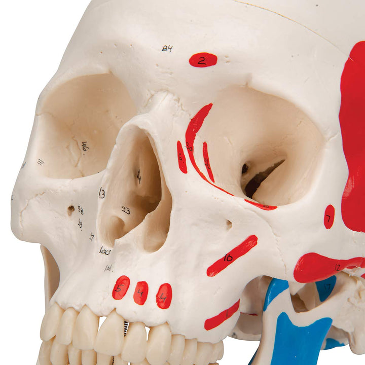 3B Scientific A23 Classic Skull painted 3-part - 3B Smart Anatomy 3-part skull with painted origins and insertions