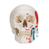 3B Scientific A23 Classic Skull painted 3-part - 3B Smart Anatomy 3-part skull with painted origins and insertions