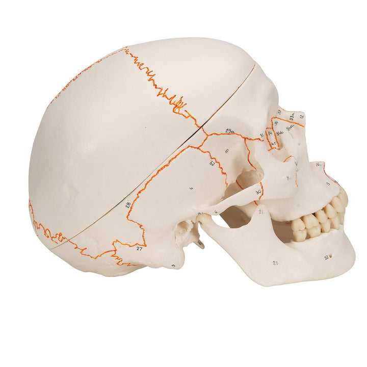 3B Scientific A21 Plastic 3 Part Numbered Human Classic Skull Model, 7.9" x 5.3" x 6.1" 3-part numbered skull