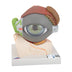 3B Scientific F12 Eye 5 times full-size 8-part w/ Eyelid and Lachrymal System - 3B Smart Anatomy Eye, 5 times full-size, 8-part