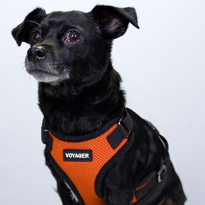 Voyager Step-in Lock Pet Harness - All Weather Mesh, Adjustable Step in Harness for Cats and Dogs by Best Pet Supplies - Orange/Black Trim, S Harness (Orange/Black Trim) S (Chest: 15 - 18")