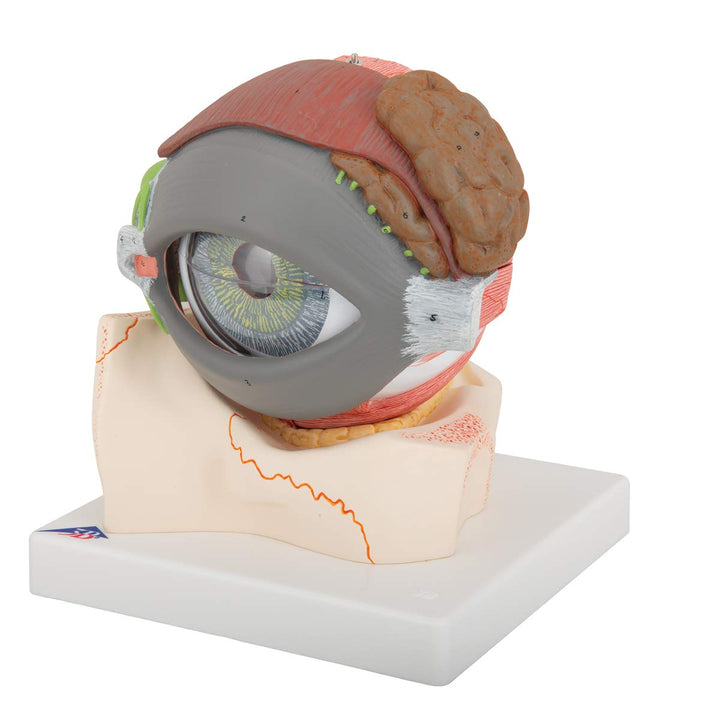 3B Scientific F12 Eye 5 times full-size 8-part w/ Eyelid and Lachrymal System - 3B Smart Anatomy Eye, 5 times full-size, 8-part