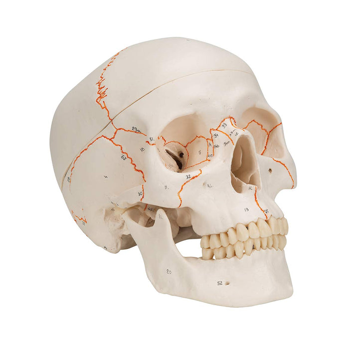 3B Scientific A21 Plastic 3 Part Numbered Human Classic Skull Model, 7.9" x 5.3" x 6.1" 3-part numbered skull