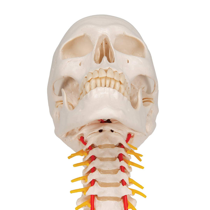 3B Scientific A20/1 Classic Skull on Cervical Spine 4-part - 3B Smart Anatomy 4-part skull on cervical spine