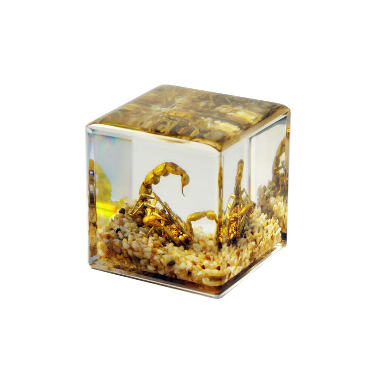 REALBUG Real Golden Scorpion Cube Desk Decoration