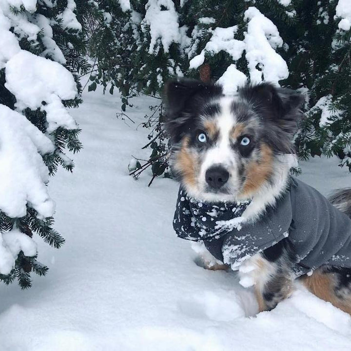 Gooby Stretch Fleece Vest Dog Sweater - Gray, 6X-Large - Warm Pullover Fleece Dog Jacket - Winter Dog Clothes for Small Dogs Boy or Girl - Dog Sweaters for Small Dogs to Dog Sweaters for Large Dogs 6X-Large Length (27.5")
