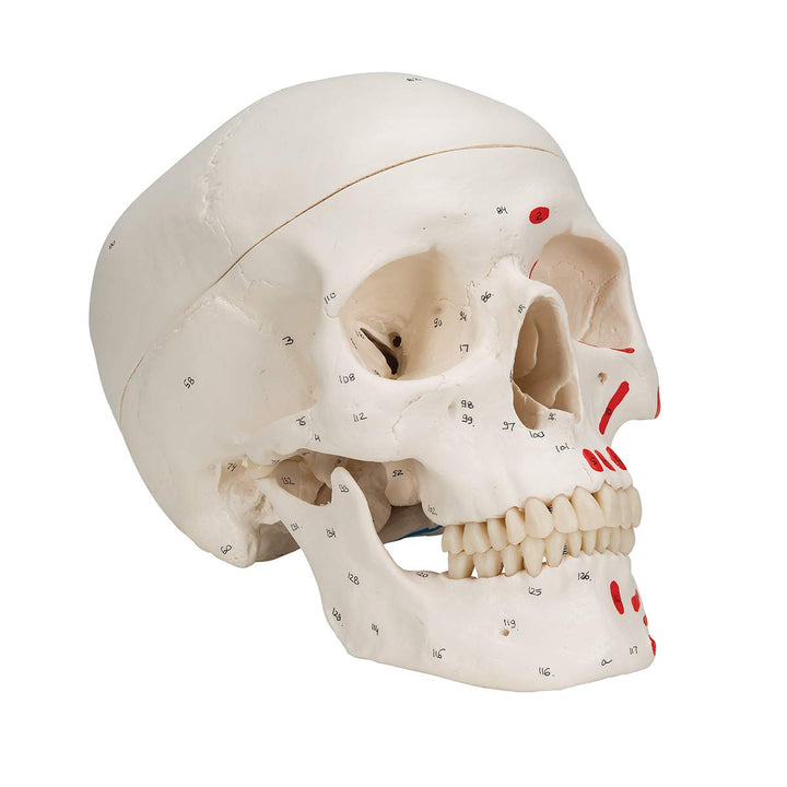 3B Scientific A23 Classic Skull painted 3-part - 3B Smart Anatomy 3-part skull with painted origins and insertions