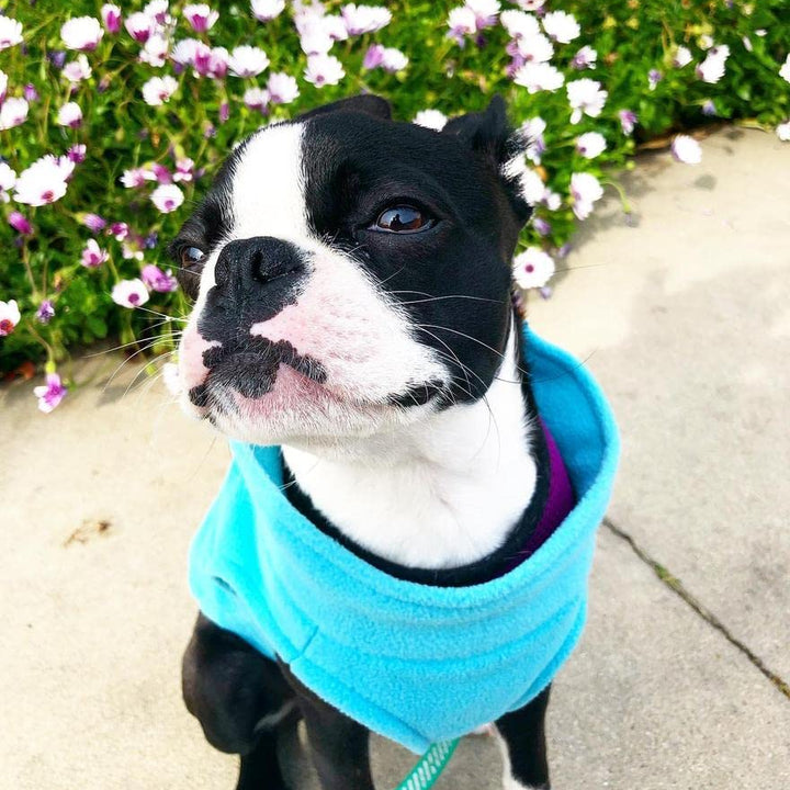Gooby Stretch Fleece Vest Dog Sweater - Mint, Large - Warm Pullover Fleece Dog Jacket - Winter Dog Clothes for Small Dogs Boy or Girl - Dog Sweaters for Small Dogs to Dog Sweaters for Large Dogs Large Length (13.5")