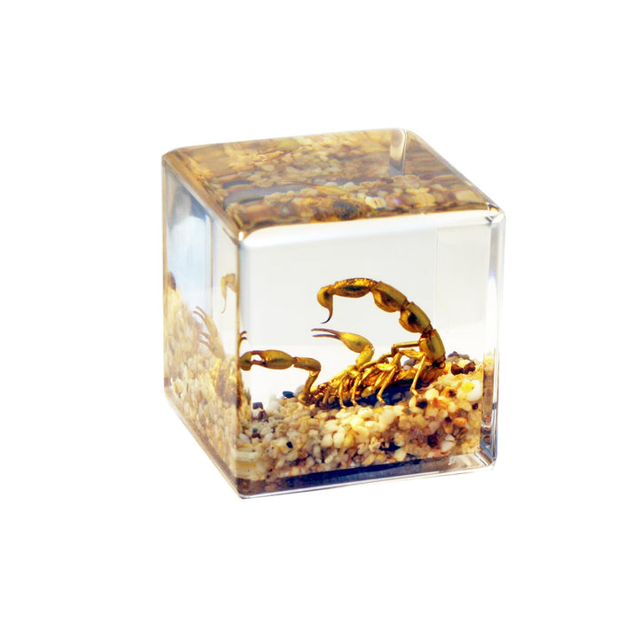 REALBUG Real Golden Scorpion Cube Desk Decoration