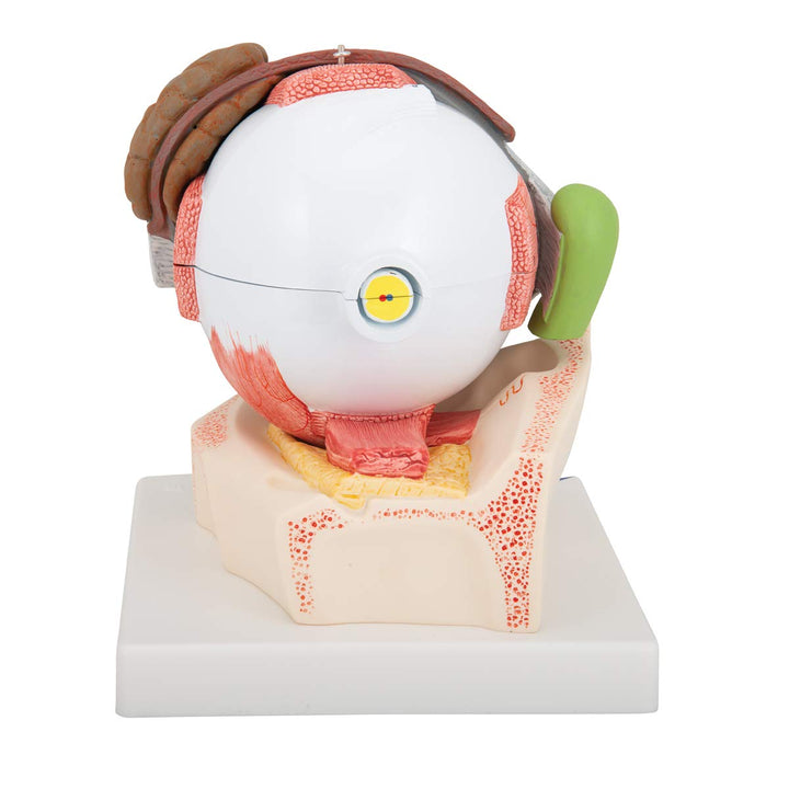 3B Scientific F12 Eye 5 times full-size 8-part w/ Eyelid and Lachrymal System - 3B Smart Anatomy Eye, 5 times full-size, 8-part