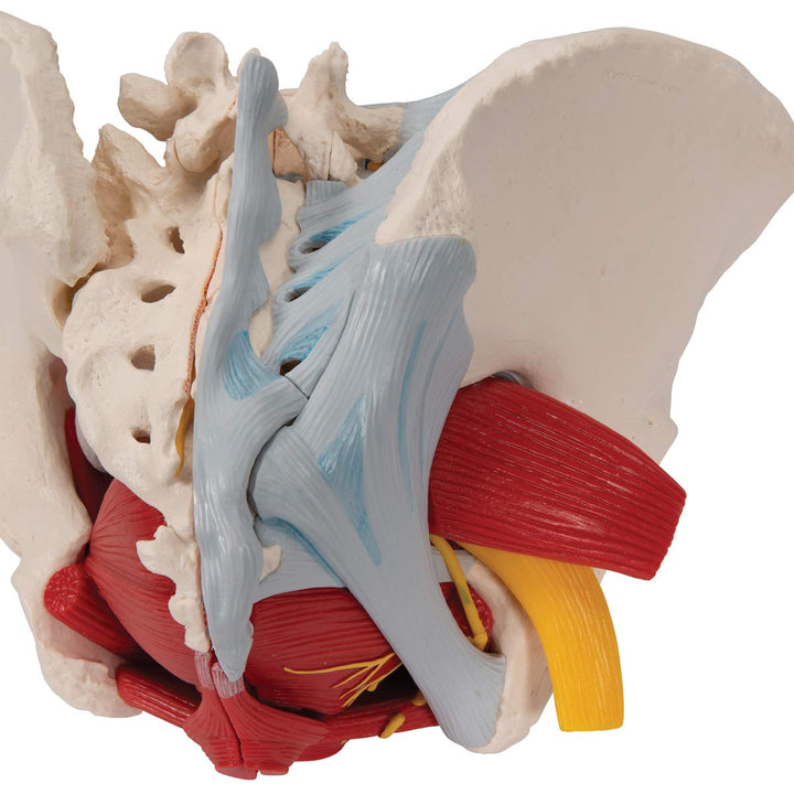 3B Scientific H20/4 Female Pelvis w/ Ligaments 6 Part - 3B Smart Anatomy Female Pelvis with pelvic floor, vessels, nerves, ligaments and organs, 6-part