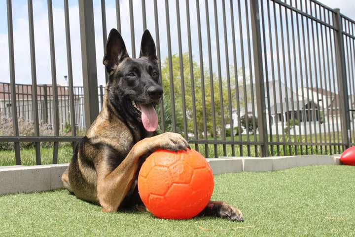 Jolly Pets 8" Soccer Ball, Orange, Large/X-Large Large/XL (8 in Diameter)