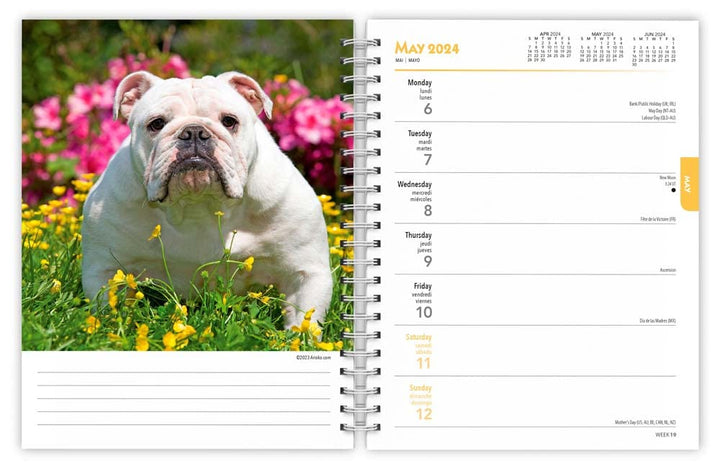 2024 BrownTrout Bulldogs 6-inch x 7.75-inch Weekly & Monthly Engagement Planner, Multicolor (9781975468774)