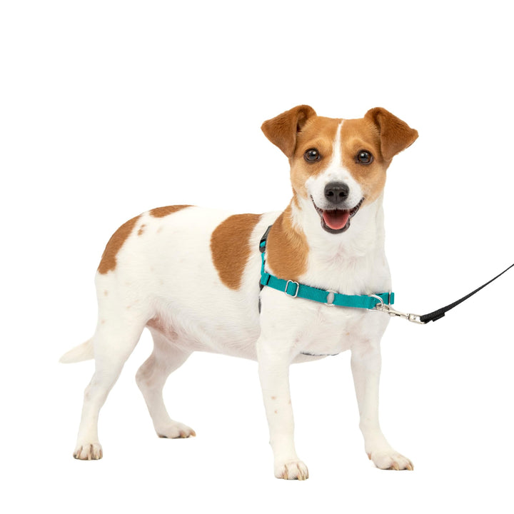 PetSafe Easy Walk Dog Harness - No Pull Dog Harness – Small, Teal/Gray