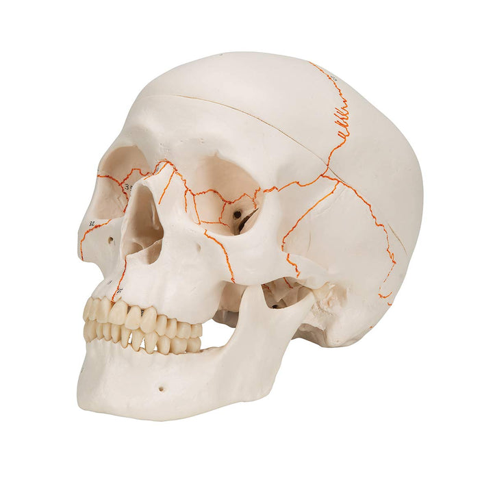 3B Scientific A21 Plastic 3 Part Numbered Human Classic Skull Model, 7.9" x 5.3" x 6.1" 3-part numbered skull