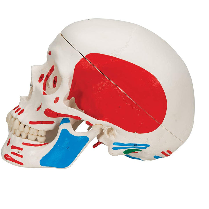 3B Scientific A23 Classic Skull painted 3-part - 3B Smart Anatomy 3-part skull with painted origins and insertions