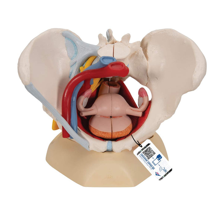 3B Scientific H20/4 Female Pelvis w/ Ligaments 6 Part - 3B Smart Anatomy Female Pelvis with pelvic floor, vessels, nerves, ligaments and organs, 6-part