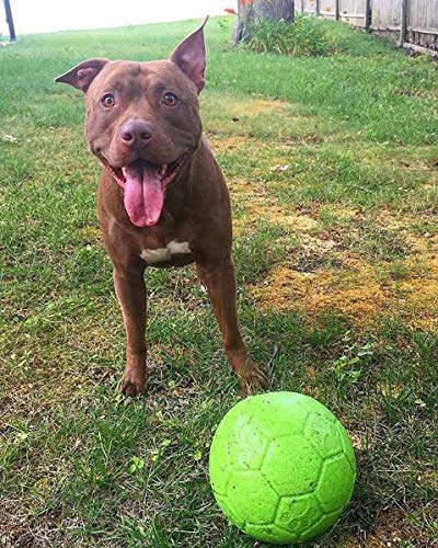 Jolly Pets Large Soccer Ball Floating-Bouncing Dog Toy, 8 inch Diameter, Apple Green Large/X-Large: 8 Inch Diameter