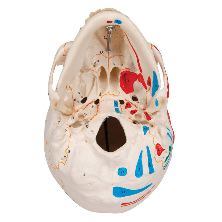 3B Scientific A22/1 Classic Skull wt opened lower Jawpainted3- - 3B Smart Anatomy 3-part skull with opened lower jaw and painted origins and insertions