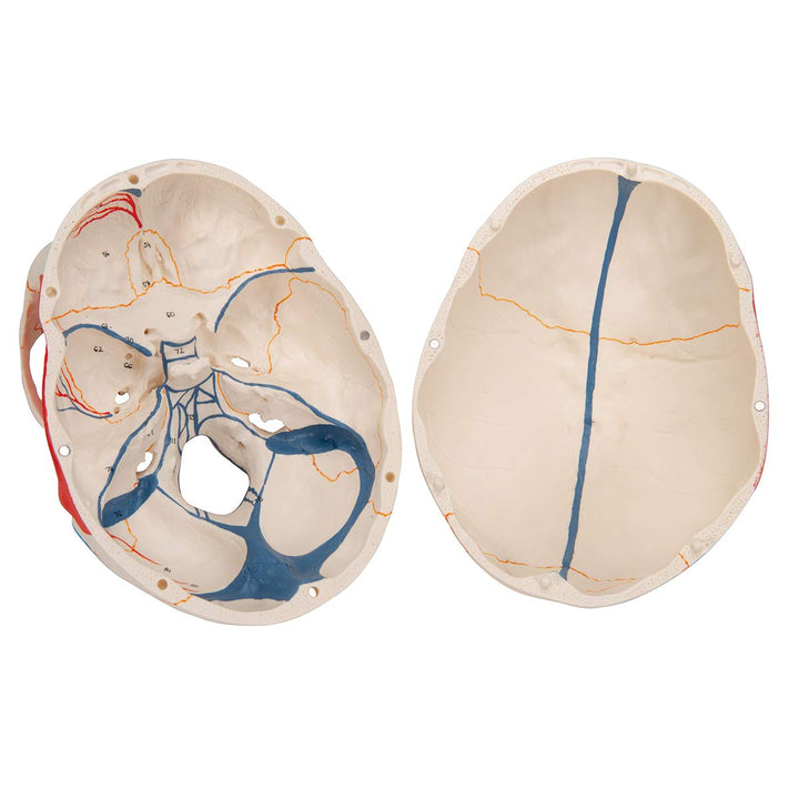 3B Scientific A22/1 Classic Skull wt opened lower Jawpainted3- - 3B Smart Anatomy 3-part skull with opened lower jaw and painted origins and insertions