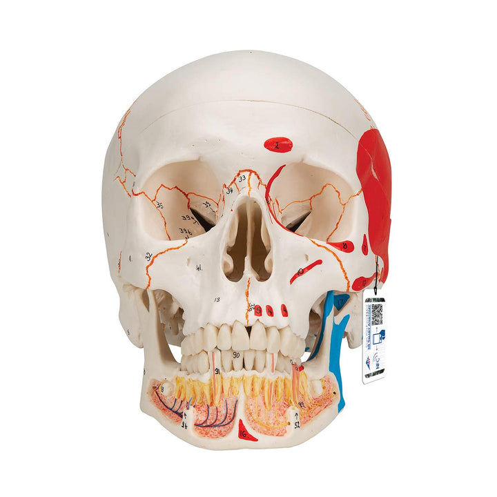 3B Scientific A22/1 Classic Skull wt opened lower Jawpainted3- - 3B Smart Anatomy 3-part skull with opened lower jaw and painted origins and insertions