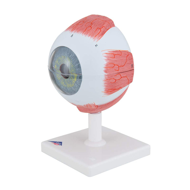 3B Scientific F10 Eye 5 times full-size 6-part - 3B Smart Anatomy Eye, 5 times full-size, 6-part