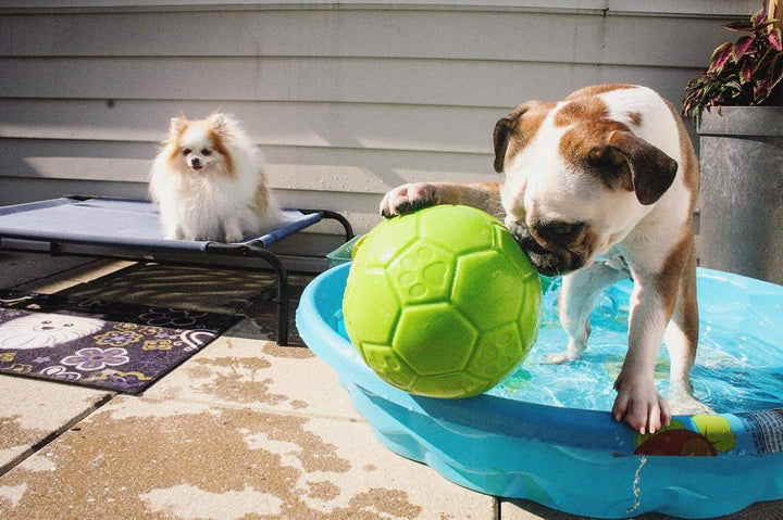 Jolly Pets Large Soccer Ball Floating-Bouncing Dog Toy, 8 inch Diameter, Apple Green Large/X-Large: 8 Inch Diameter